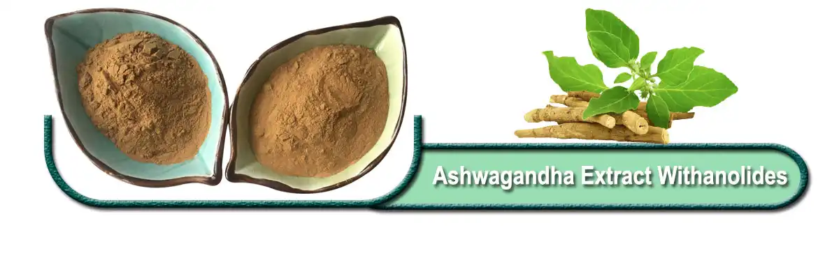 Ashwagandha Extract Withanolides powder.jpg